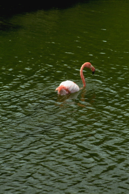 Click to see flamingo.JPG